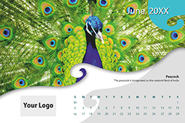 Owl Image